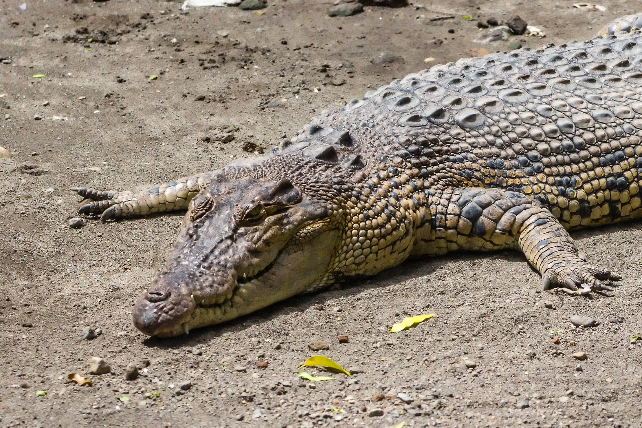 Saltwater crocodile at a zoo
